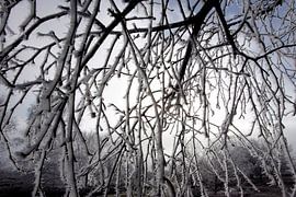 Freezing fog by Luuk van der Lee