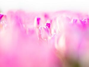 Blühende Tulpen von Dennis Janssen