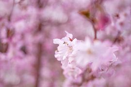Cherry blossom by Vliner Flowers