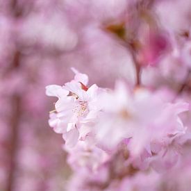 Cherry blossom by Vliner Flowers