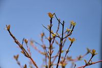 Lente