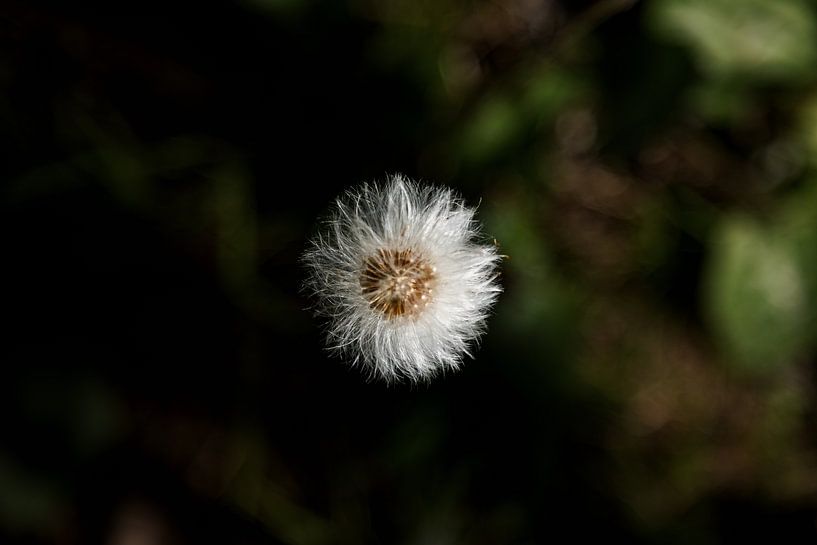 Close-up of a deadhead dandelion 2 by Percy's fotografie