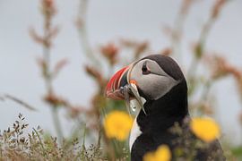 Papageitaucher mit Sandaalen Iceland von Frank Fichtmüller