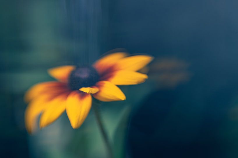 Été fané par Nathalie De Saegher