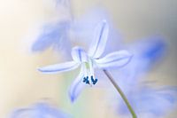 Oosterse sterhyacint