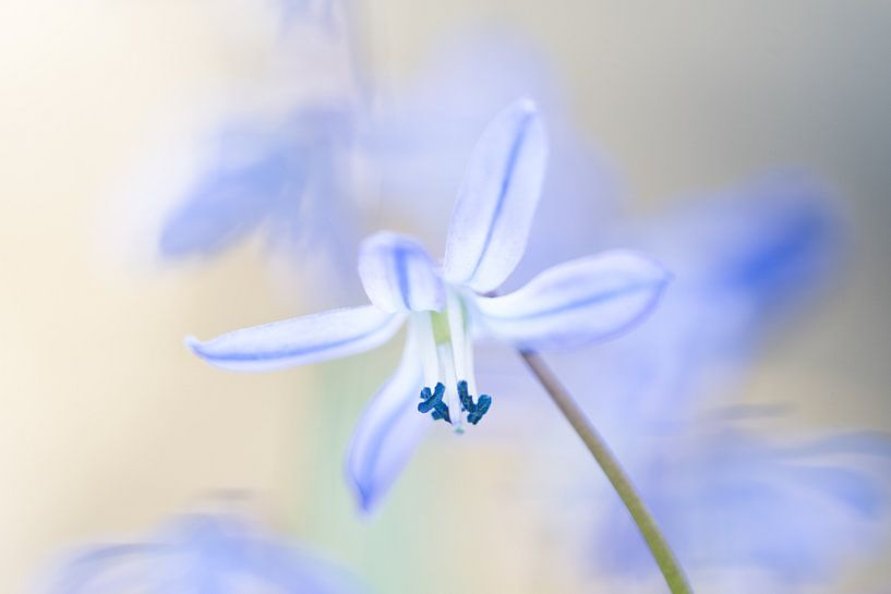 Oriental star hyacinth by Gretha Andeweg