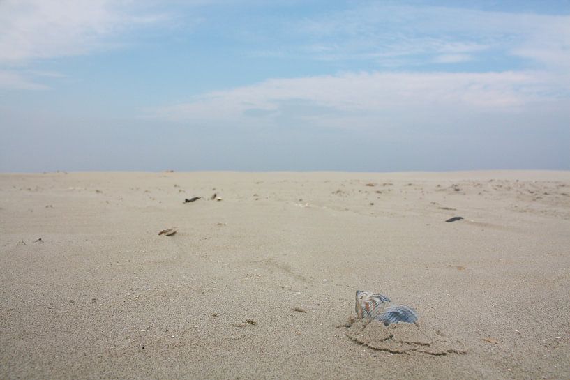 Schelp op het strand by 123 Schier