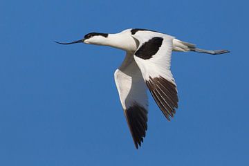 Avocette à bec bigarré, Recurvirostra avosetta sur Beschermingswerk voor aan uw muur