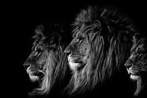 Der König der Löwen schwarzweiß von Ron van Zoomeren