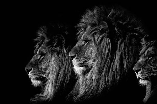 Le Roi Lion (noir et blanc)