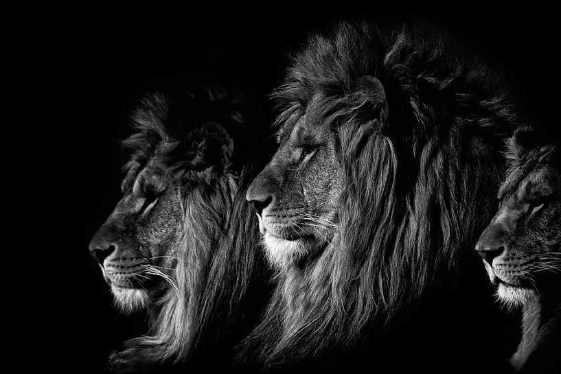 Der König der Löwen schwarzweiß von Ron van Zoomeren