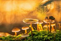 Verlichte paddestoelen