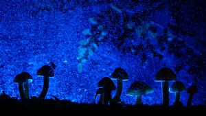 Magical forest