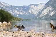 Kleine Entchen am Rande des Sees von Bohinj von Steven Marinus Miniaturansicht