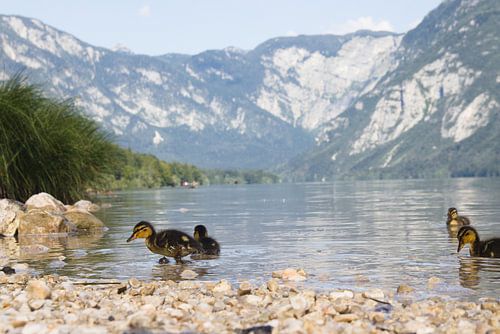 Baby-eendjes aan de rand van het meer van Bohinj