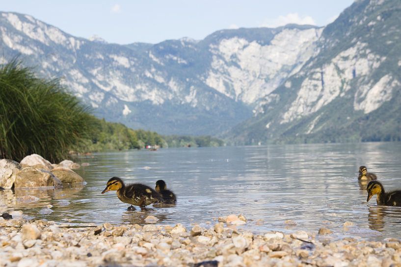 Baby-eendjes aan de rand van het meer van Bohinj van Steven Marinus