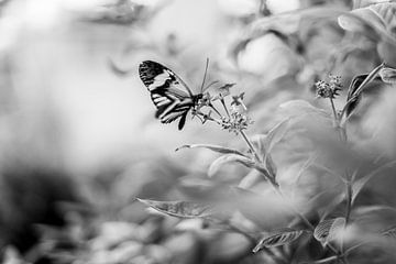 Schmetterling von Myrthe Vlasveld