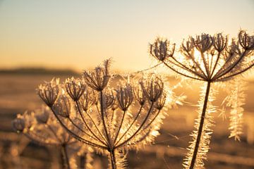 Hogweed with ice crystal by Volker Regt