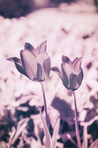 Dames Tulp - Kleurrijke Bloem Kracht Lelies