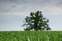 Old tree in a cornfield