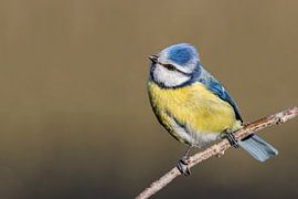 Pimpel Mees von Dries Vermeulen