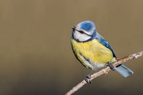 Blue Tit