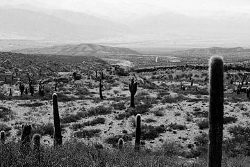 Cactussen in de woestijn van Walljar