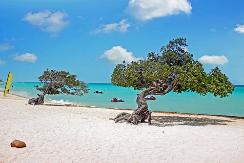 Divi divi bomen op Aruba in de Caribbische Zee