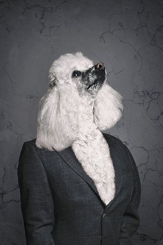 De Mythe van de Alfawolf: Begrijpen van Echt Wolvengedrag in het Wild