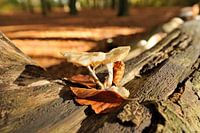 Paddenstoel Planken Wambuis 