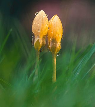 Deux amoureux. Couple de crocus. sur Rudo Baartse