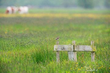 Snipe (Gallinago gallinago) on a pole in a meadow in Friesland by Marcel van Kammen