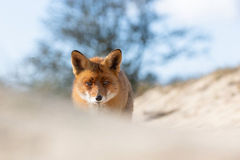 Unexpected fox by Andius Teijgeler