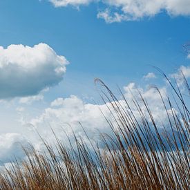 RIET OP EEN BEWOLKTE DAG van Henriette Tischler van Sleen