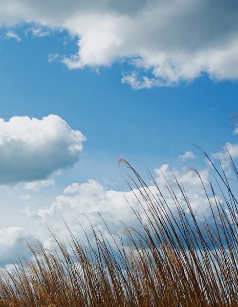 SCHILF AN EINEM BEWÖLKTEN TAG von Henriette Tischler van Sleen