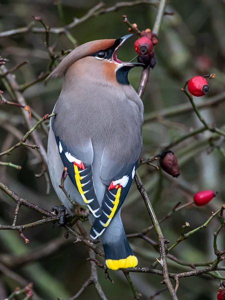 Pestvogel van Linda Raaphorst