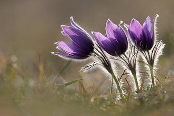 Common Pasque Flower ( Pulsatilla vulgaris ), spring ephermals, little group, growing on calcareous  sur wunderbare Erde