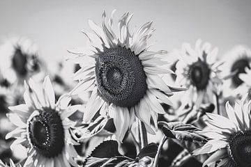 Elegante zwart-wit zonnebloemen, natuur in monochroom van Art & Soul Creations