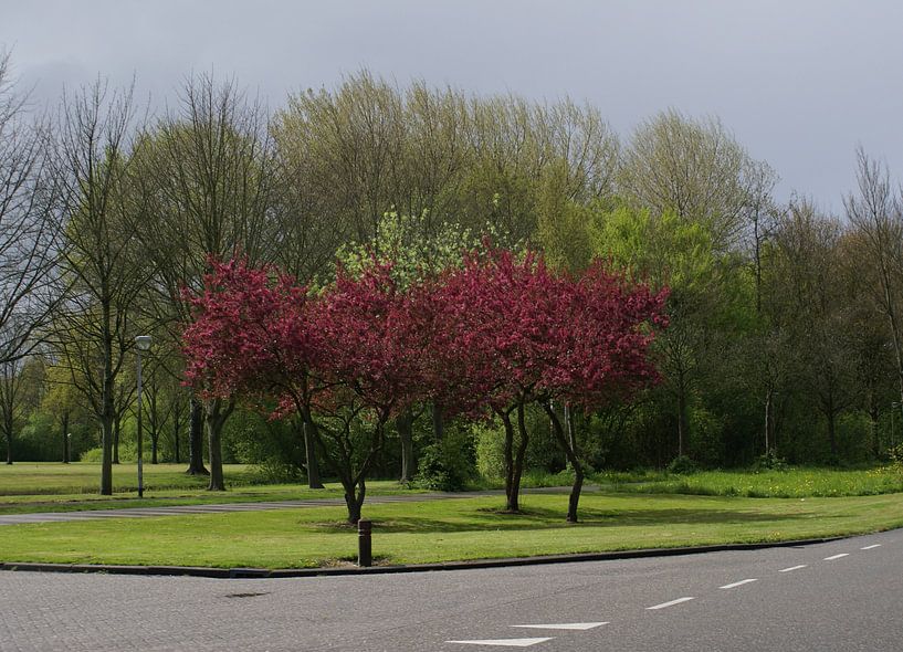 Wel rood maar geen herfst. van Bas Smit