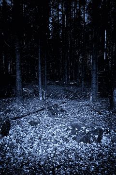 Dark forest at night