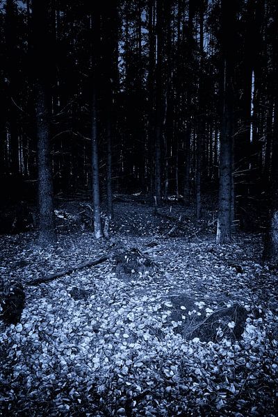 Dark forest at night par Jan Brons