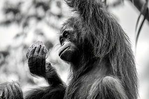 Orang oetans op Borneo, Maleisie van Femke Ketelaar