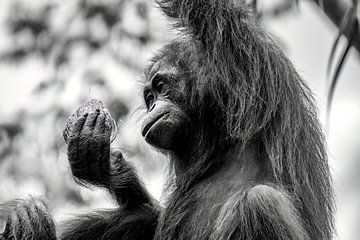 Orangutans in Borneo, Malaysia by Femke Ketelaar