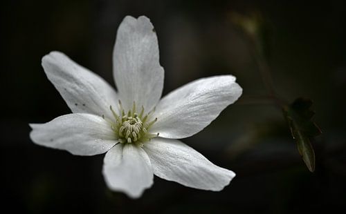 De prachtige bloesem van de groenblijvende clematis