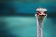 Ostrich Protecting two Poor Chicken from the Wind, Piet Flour by 1x thumbnail