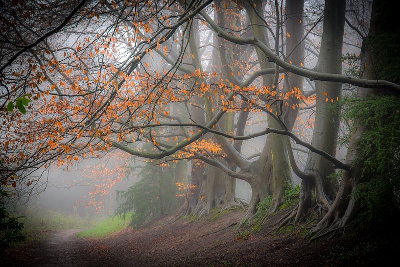 Magische Bäume von Dirk van Egmond