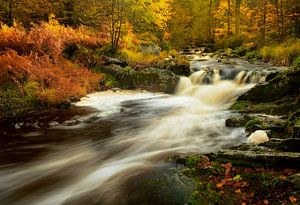 Herbst am Fluss La Hoegne im Hochmoor der Ardennen.