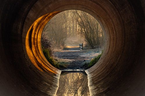 Golden Dawn by Angelique van Hulst