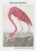 Amerikanischer Flamingo von John James Audubon