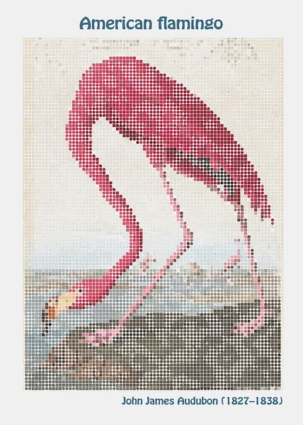 American flamingo by John James Audubon by Ornimosa art